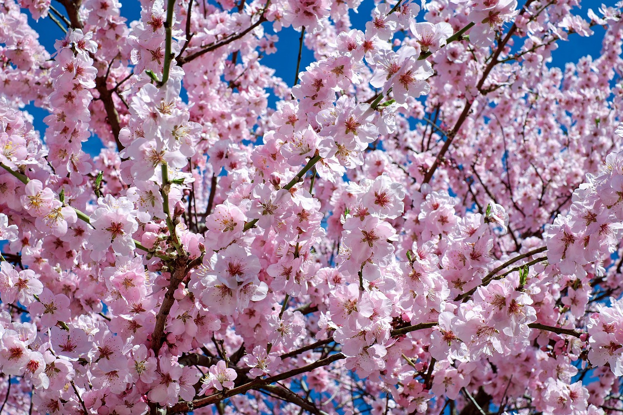 大人女子にぴったりのご褒美旅で楽しむ桜ライトアップ宿は？